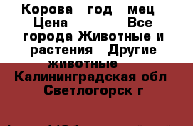 Корова 1 год 4 мец › Цена ­ 27 000 - Все города Животные и растения » Другие животные   . Калининградская обл.,Светлогорск г.